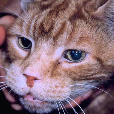 Acromegaly in cats