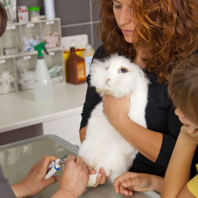 Injecting your cat